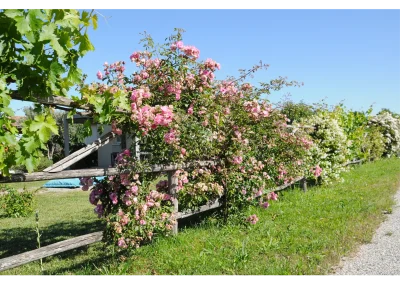 Claustra en châtaignier avec plantes grimpantes à Charpey 2